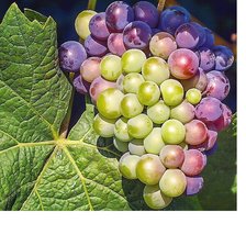 Схема вышивки «№2071350»