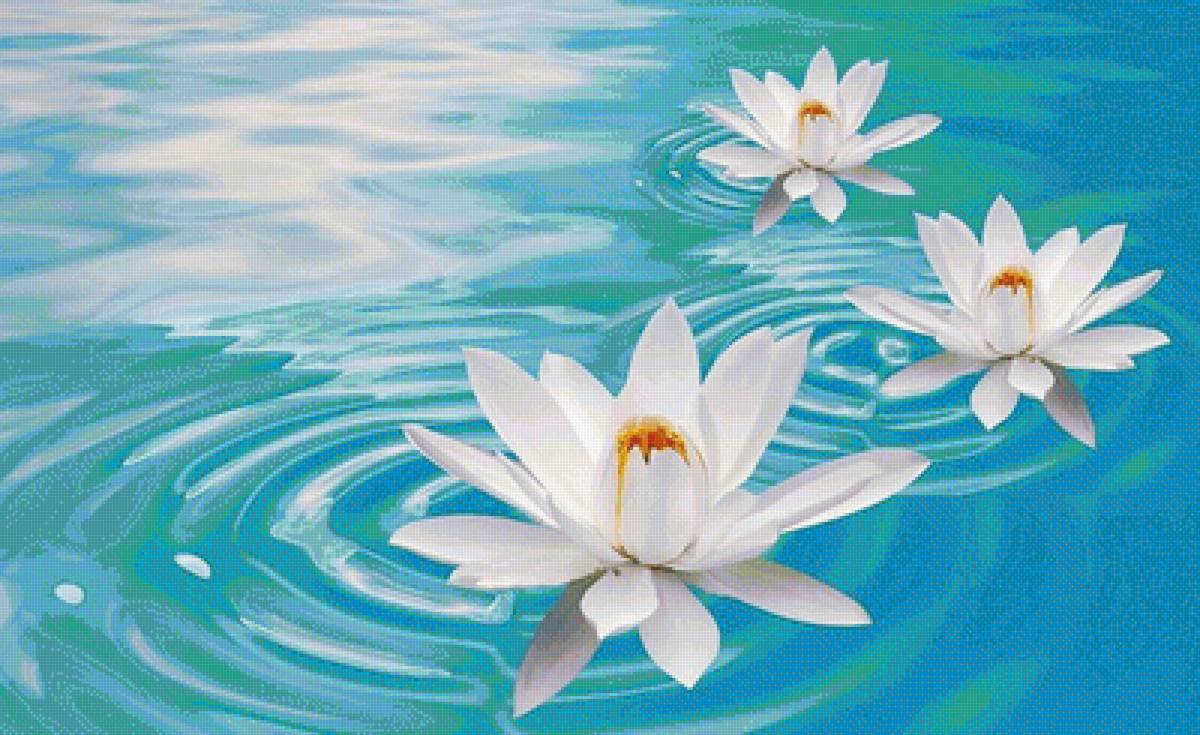 Три лотоса - природа, река, лето, вода, цветы, водоем - предпросмотр