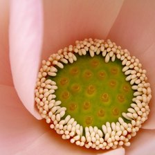 Схема вышивки «Сердцевина лотоса»