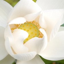 Схема вышивки «Лотос»