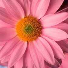 Схема вышивки «Розовая гербера»