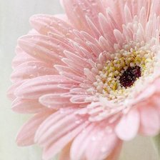 Схема вышивки «Гербера для подушки_вариант 2»