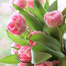 Схема вышивки «тюльпаны»