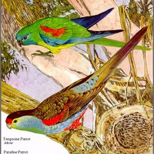 Схема вышивки «Птицы»