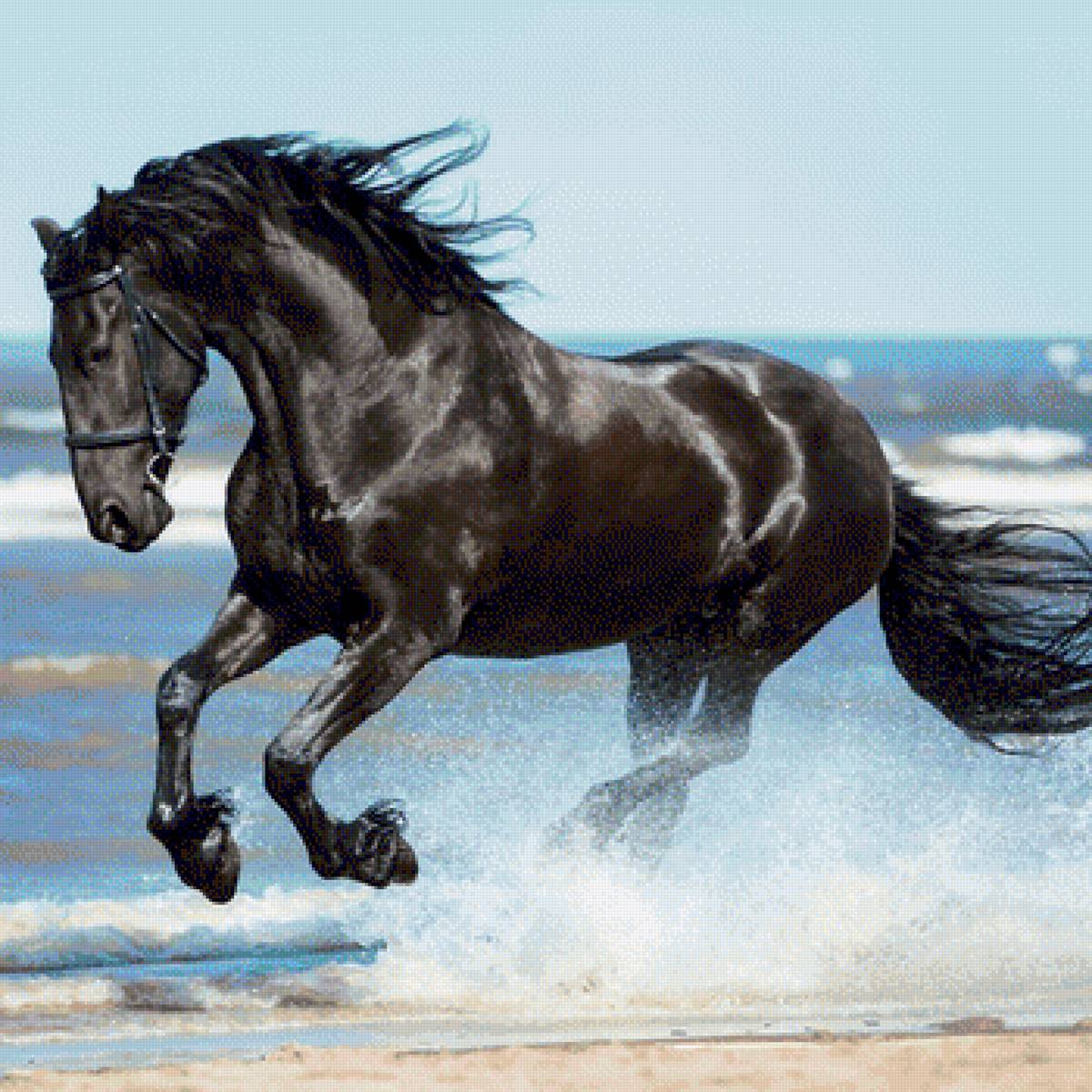 czarny rumak - предпросмотр