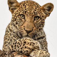 Схема вышивки «дикие»