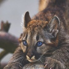 Схема вышивки «киса»