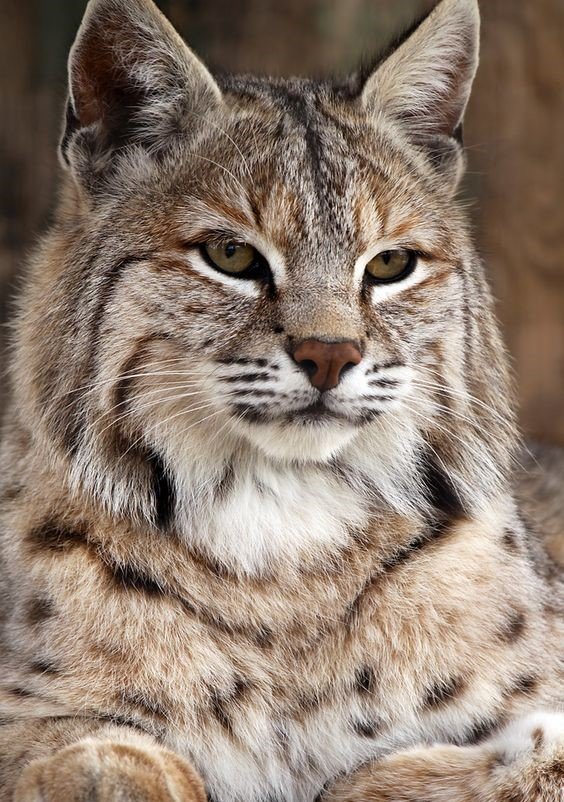 дикие - оригинал