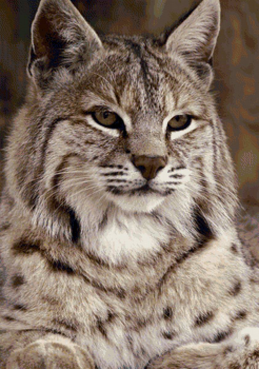 дикие - предпросмотр