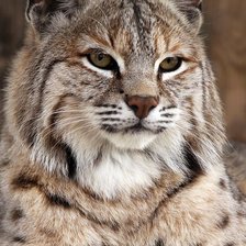 Схема вышивки «дикие»