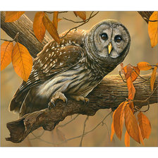 Схема вышивки «Совушка в осеннем лесу.»