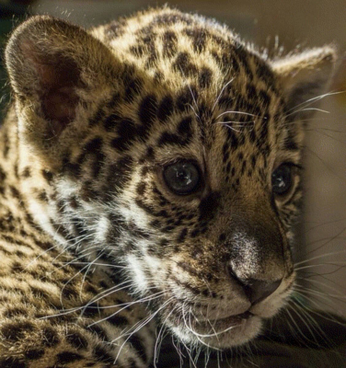 Ягуар - предпросмотр