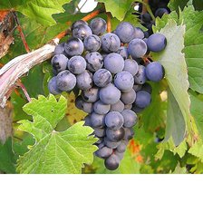 Схема вышивки «№2074618»