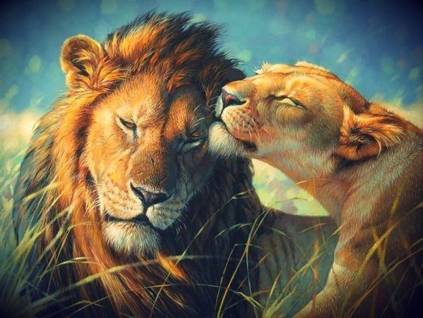 Львы - любовь, нежность, верность, львы - оригинал