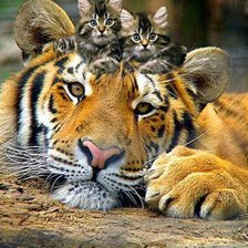 Схема вышивки «жывотные»