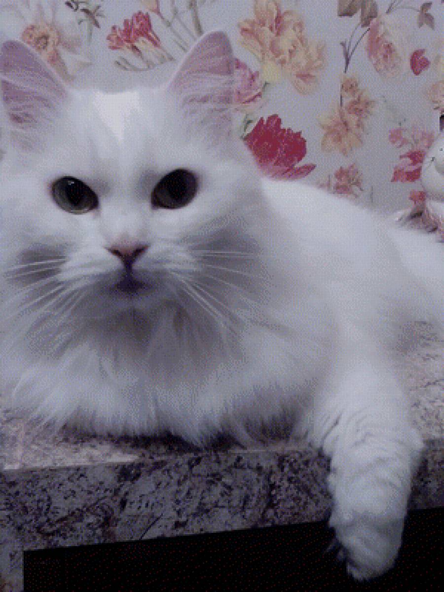 моя кошка Шелси - кошка - предпросмотр