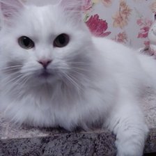 Схема вышивки «моя кошка Шелси»