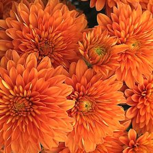 Схема вышивки «№2075222»