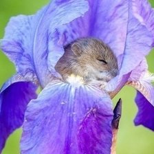 Схема вышивки «СОНЮШКА»