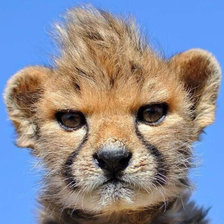 Схема вышивки «Спишь?!»