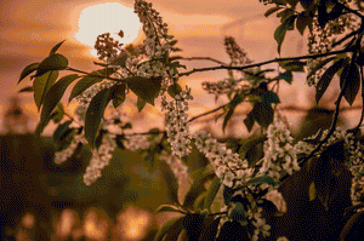 Закат.Цветущая ветка. - цветы.закат. - предпросмотр