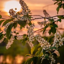 Закат.Цветущая ветка.