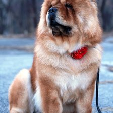 Схема вышивки «Чау»