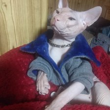 Схема вышивки «наш кот Леон»