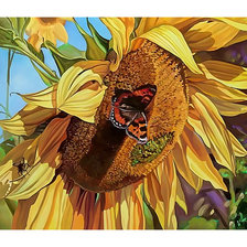 Подсолнух и бабочка.