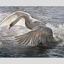 Схема вышивки «Лебедь.»