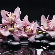 Схема вышивки «Орхидеи.»