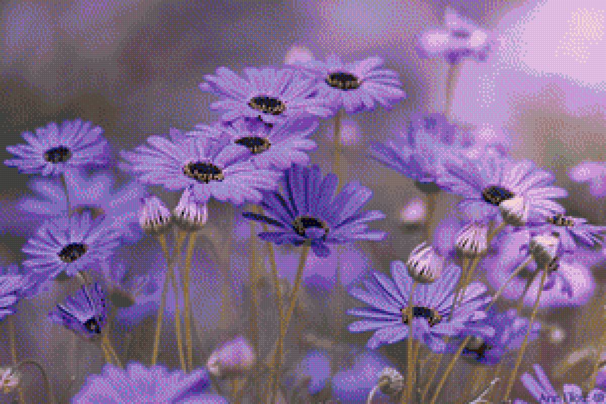 Полевые цветы. - сиреневый., цветы - предпросмотр