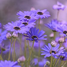 Полевые цветы.