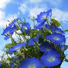 Схема вышивки «Вьюнок синий.»