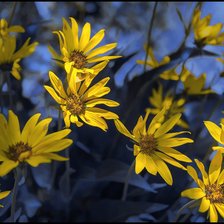 Схема вышивки «Желтые цветы.»