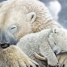 белые медведи