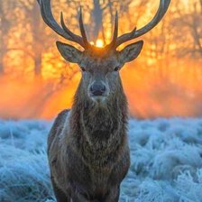 Схема вышивки «Олень»