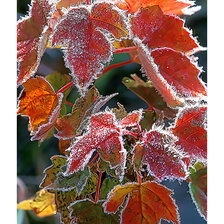 Схема вышивки «Иней.»