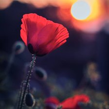 Мак на закате