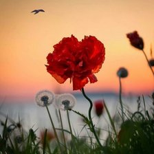 Схема вышивки «Мак на закате 2»