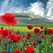 Схема вышивки «Маки пейзаж»