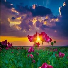Схема вышивки «Мак на закате 2»