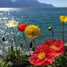 Схема вышивки «Маки на склоне»