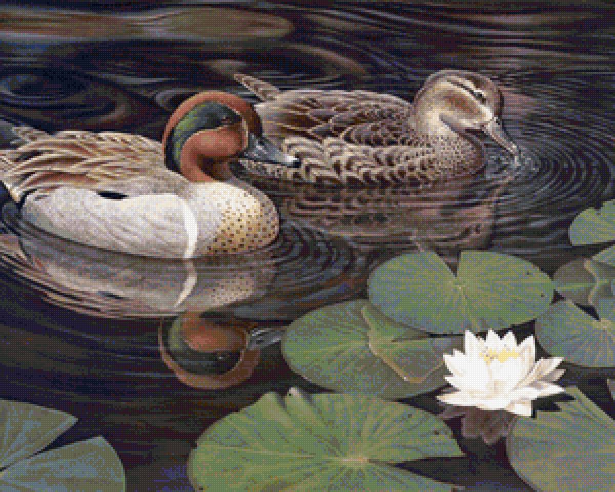 Утиная пара - вода, птицы, утки - предпросмотр