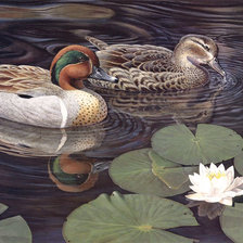 Утиная пара