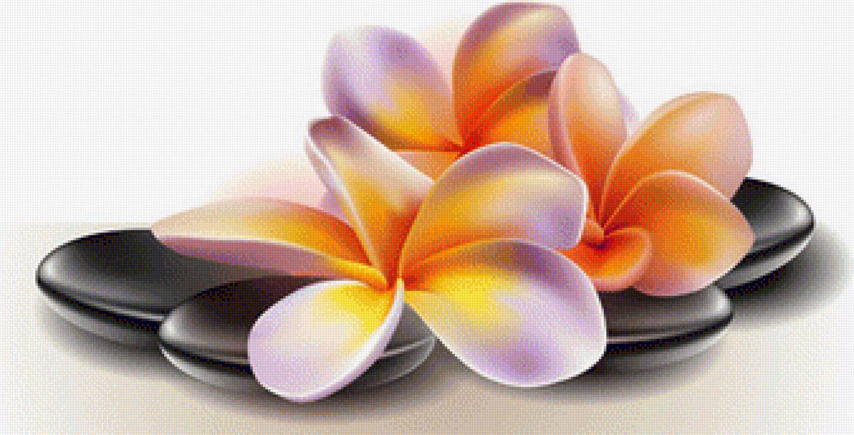 piedra negra orquidea - orquidea - предпросмотр