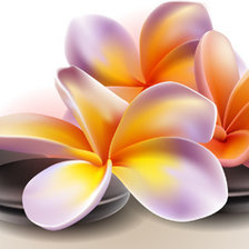 piedra negra orquidea