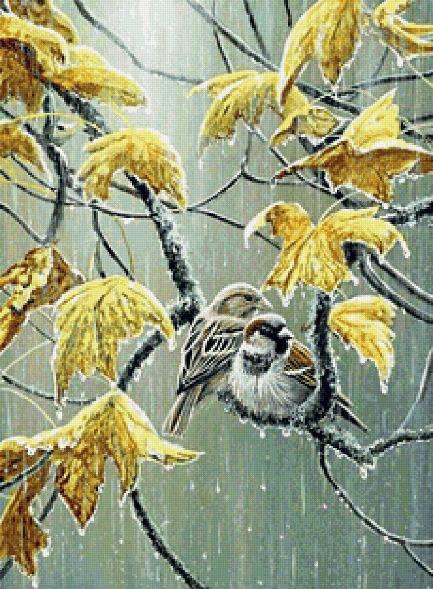 Воробьи под дождём - осень, птицы.ю воробьи, дождь - предпросмотр