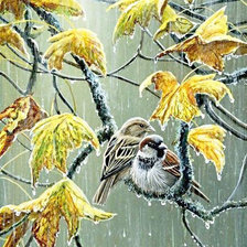 Схема вышивки «Воробьи под дождём»