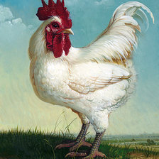 Схема вышивки «Петух белый»